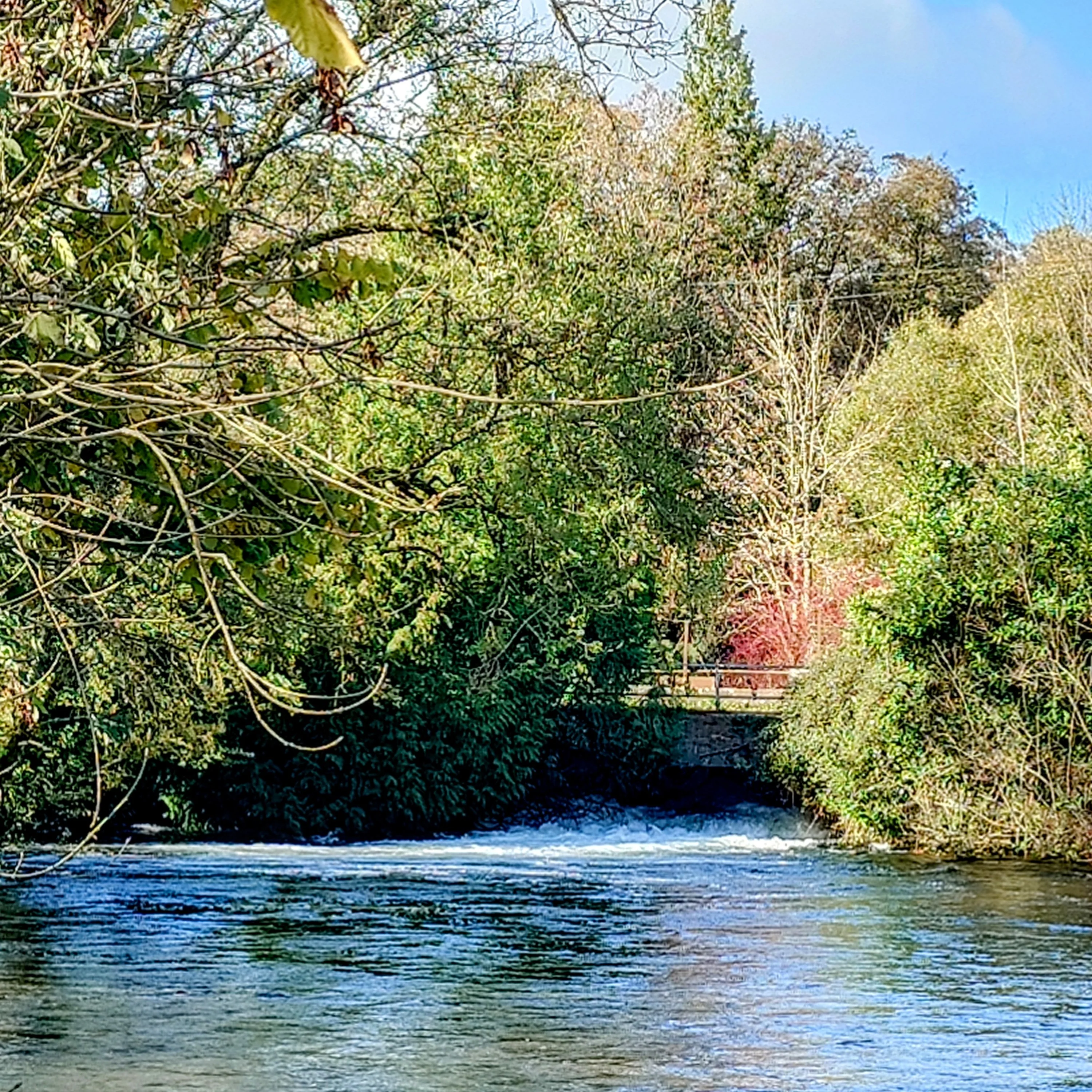 Kimbridge 'Ginger Beer' Beat Booking - Trout Season - Image 4