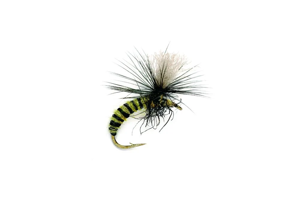 Grannom Pupa Para