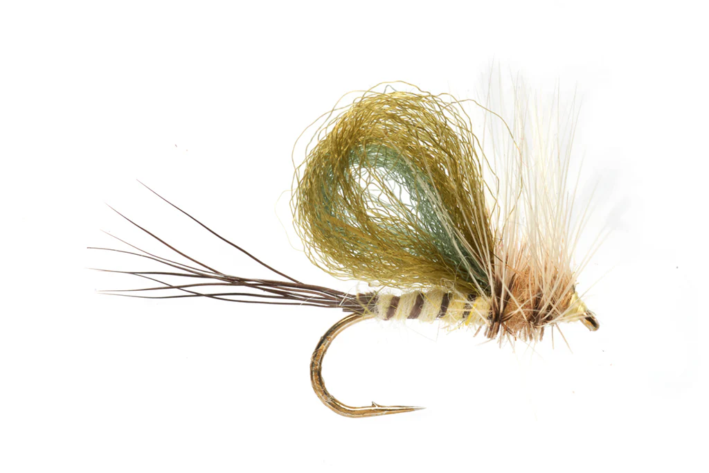 Mayfly Loopwing